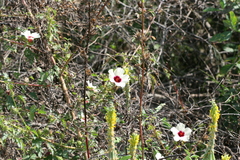 Hibiscus radiatus